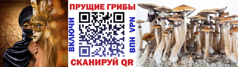 Псилоцибиновые грибы мицелий  наркошоп  Шенкурск 
